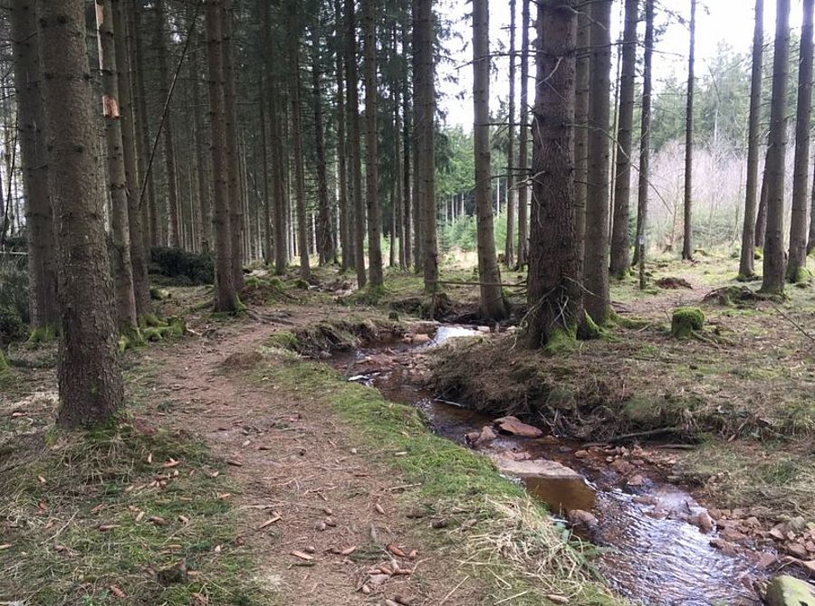 Bild von einem Bach, der durch einen Wald fließt