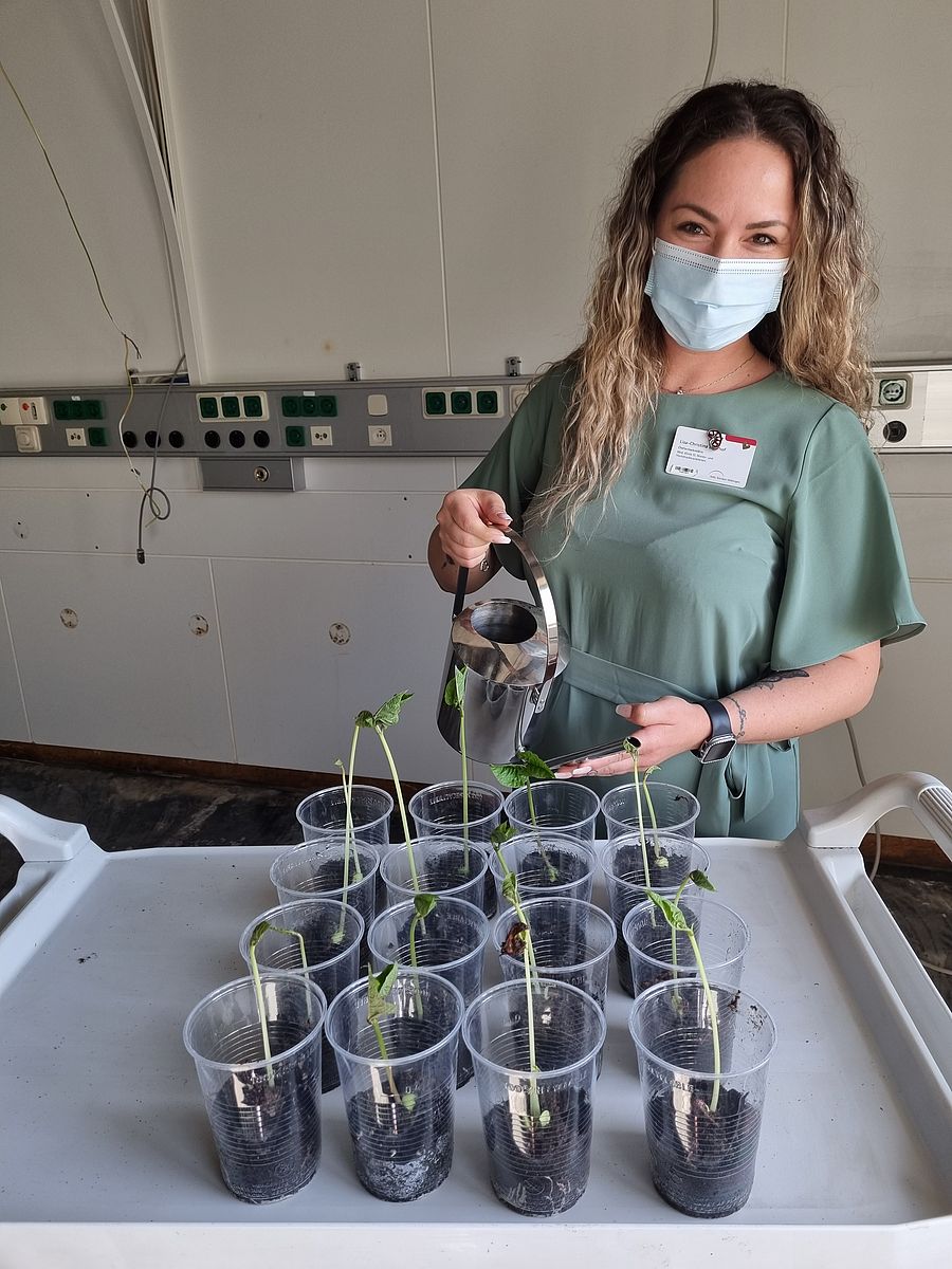 Lisa Lehnhof beim Gießen der jungen Kidneybohnenpflanzen