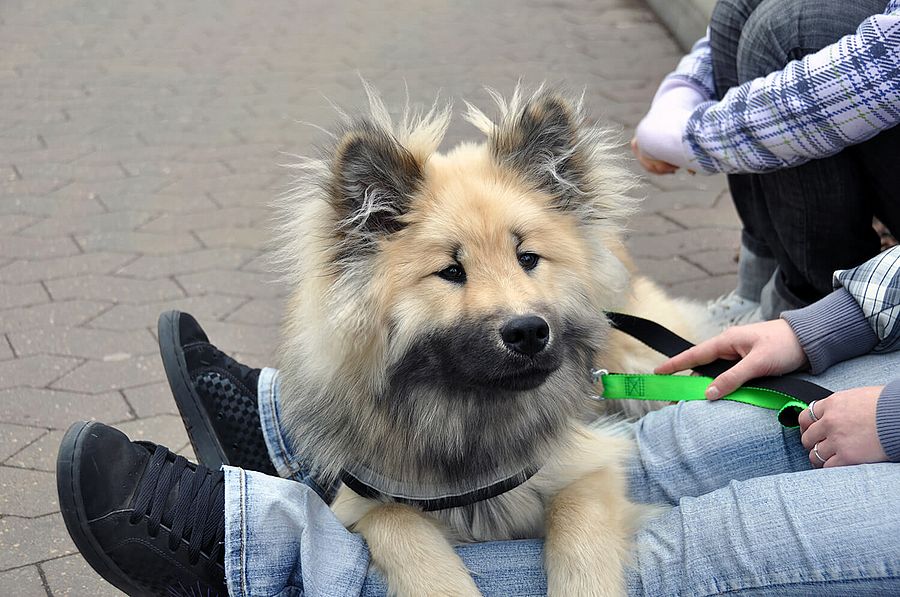 Therapiehündin Mila Therapiehündin Mila